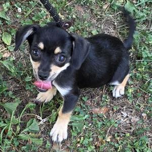 A small black and tan puppy standing in grass while wearing a leash.