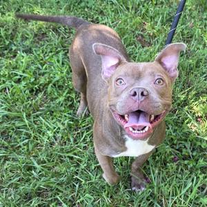 A brown and white dog with large ears and a happy expression standing on grass.