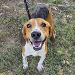 A happy beagle dog standing on grass, looking up with its mouth open and tongue out.