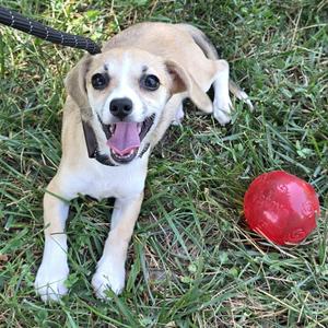 Peanut Butter, Chihuahua / Mixed Breed, young, available for adoption