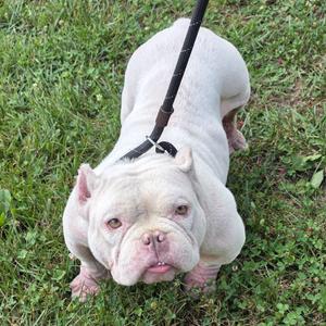 Polly, French Bulldog / Mixed Breed, adult, available for adoption