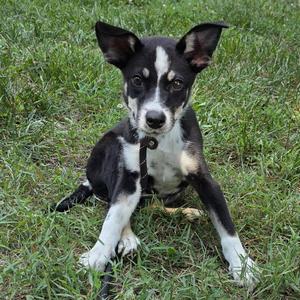 A black and white puppy sitting in green grass.