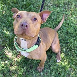 A tan pit bull mix wearing a green collar sits on grass.