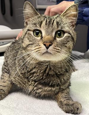 Bando, adult, available for adoption