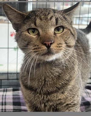 Francesco, young, available for adoption