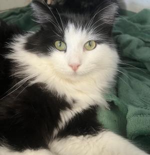 Dice, young, available for adoption