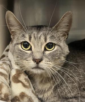 A close-up of a gray tabby cat with yellow eyes, looking directly at the camera. The cat has long whiskers and is resting on a patterned blanket.