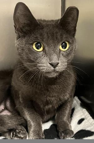 Nugget, young, available for adoption