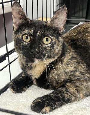 Twix, kitten, available for adoption