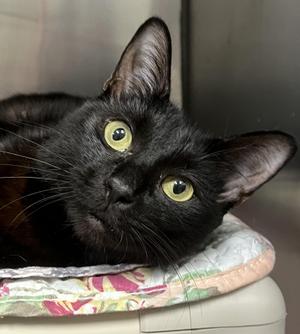 Maxie, young, available for adoption
