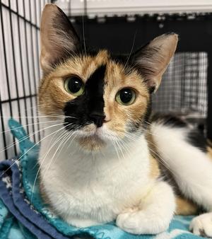Cleo, young, available for adoption
