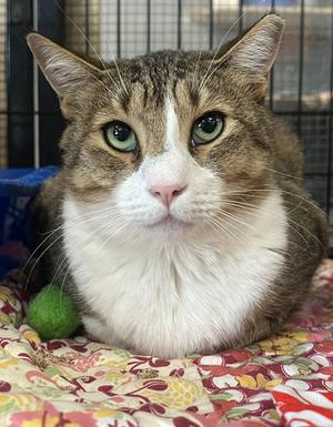 Jepson, adult, available for adoption