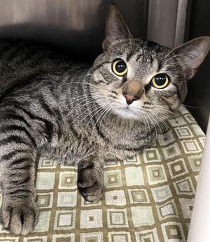 Dexter, young, available for adoption