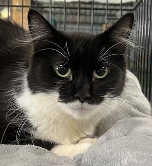 Theresa, young, available for adoption