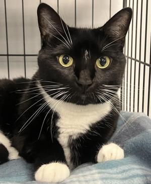 Bella, adult, available for adoption