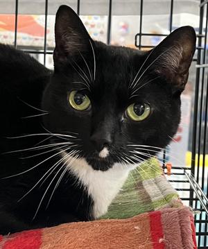 Colette, adult, available for adoption