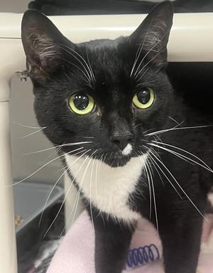 Colette, adult, available for adoption