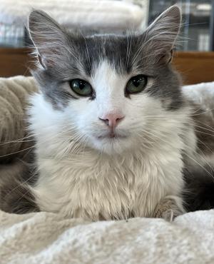 Louie, young, available for adoption