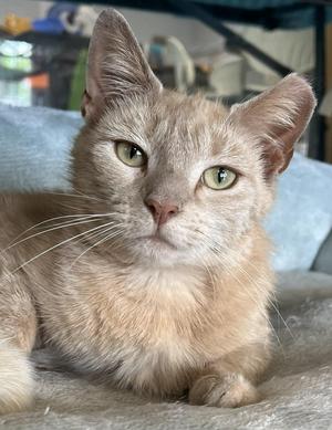 Dandelion, young, available for adoption