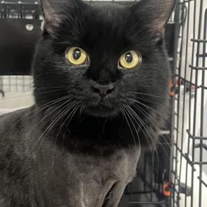 Reuben, young, available for adoption