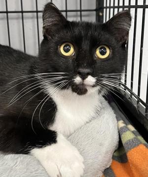Rambler, kitten, available for adoption