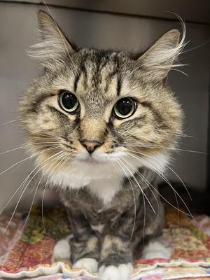 Puffy, adult, available for adoption