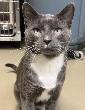 Mr. Grey, young, available for adoption
