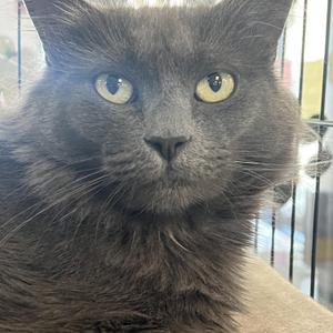 Runner, young, available for adoption