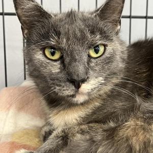 Estelle, young, available for adoption