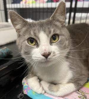 Angel, young, available for adoption