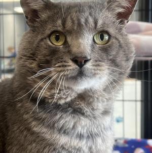 Alfred, adult, available for adoption