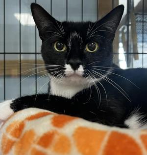 Melinda, young, available for adoption