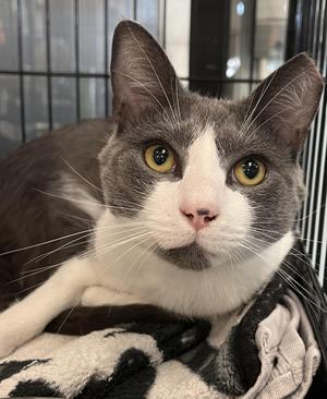 Douglas, young, available for adoption