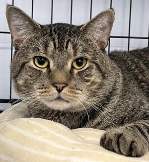 Maximus, adult, available for adoption