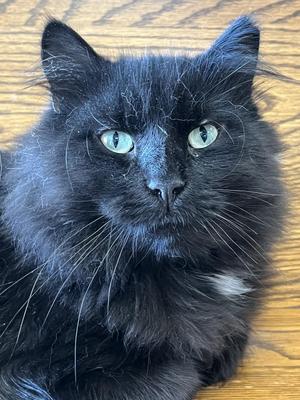 Styx, young, available for adoption