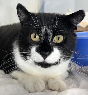 Flipper, adult, available for adoption