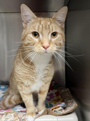 Lance, young, available for adoption