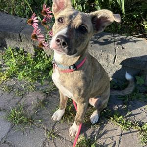 Greer, Mixed Breed, young, available for adoption