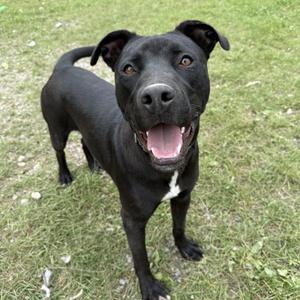 Sombra, Pit Bull Terrier, young, available for adoption