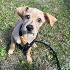 a small brown puppy with large ears and big eyes, wearing a black harness and leash, sitting on grass