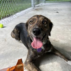 Tank girl, Hound, adult, available for adoption