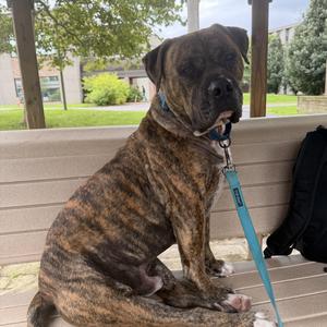 Beau, Bullmastiff, adult, available for adoption