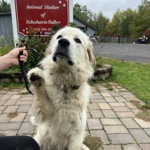 Teggy, Great Pyrenees, adult, available for adoption
