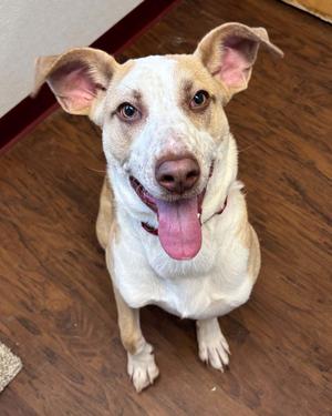 Capone, Mixed Breed, young, available for adoption