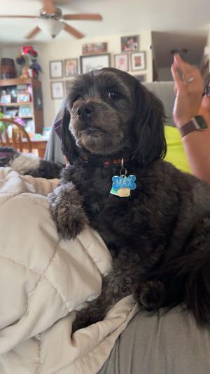 Max, Shih Tzu, adult, available for adoption