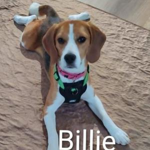 Billie (In Foster), Beagle, young, available for adoption