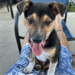 Polly, Australian Cattle Dog / Blue Heeler / Shiba Inu, puppy, available for adoption