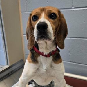 Sherman, Beagle, young, available for adoption
