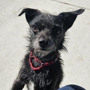 Usha, Chihuahua / Terrier, senior, available for adoption