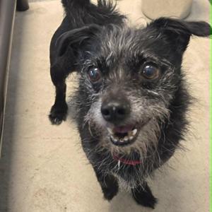Usha, Chihuahua / Terrier, senior, available for adoption